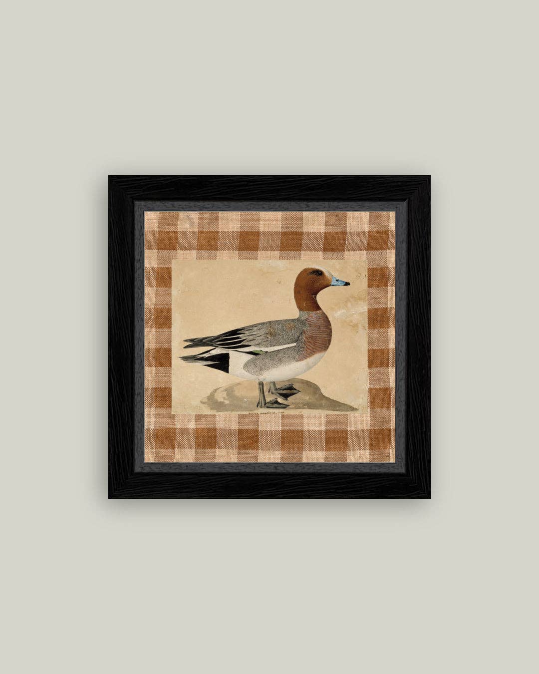 Eurasian Wigeon Framed Antique Art Duck